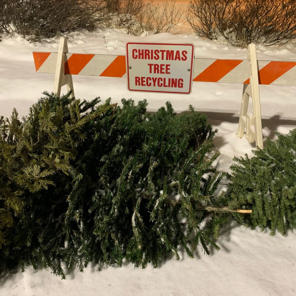 Recycle your Christmas tree December 28 through January 15 at CARRS